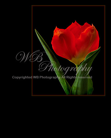 Spring Flower