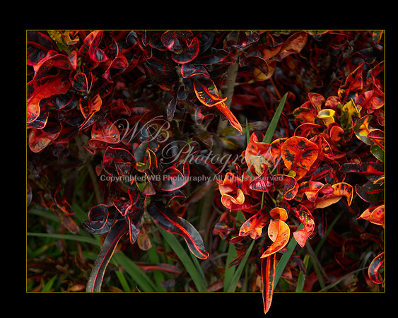 Fire Plant