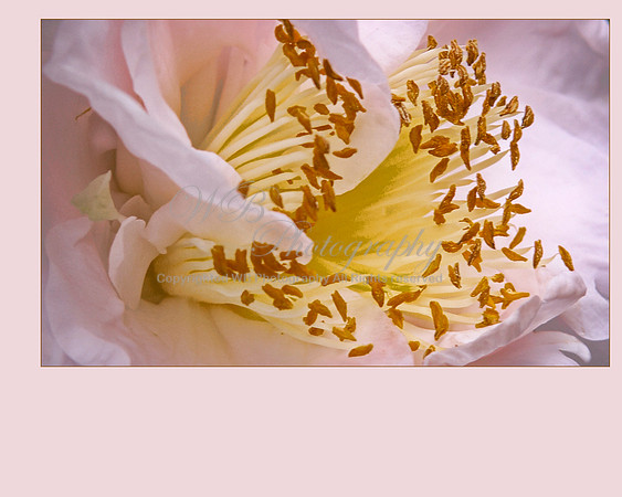 petal_a